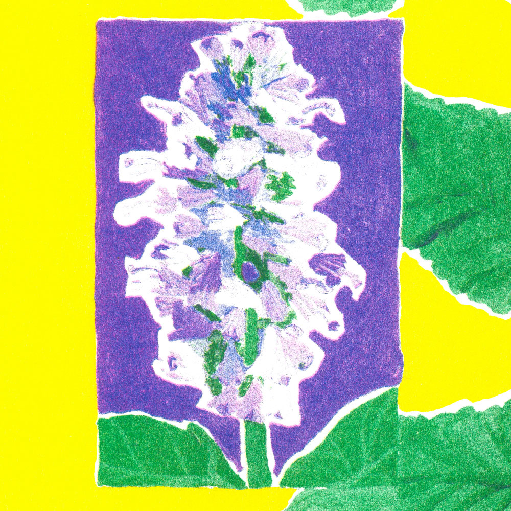 Lea Maraszek_9_lagastache2_super banco_riso_