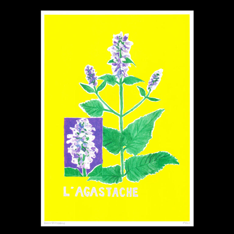 Léa Maraszek - L'Agastache